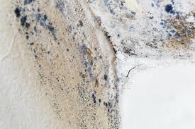 Mold Odor Removal Services in Stacy, MN